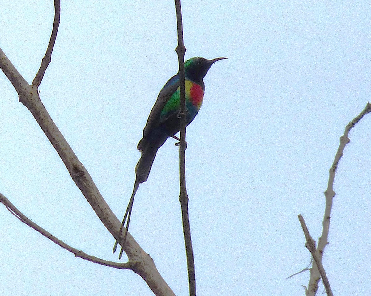 Beautiful Sunbird - ML647889713