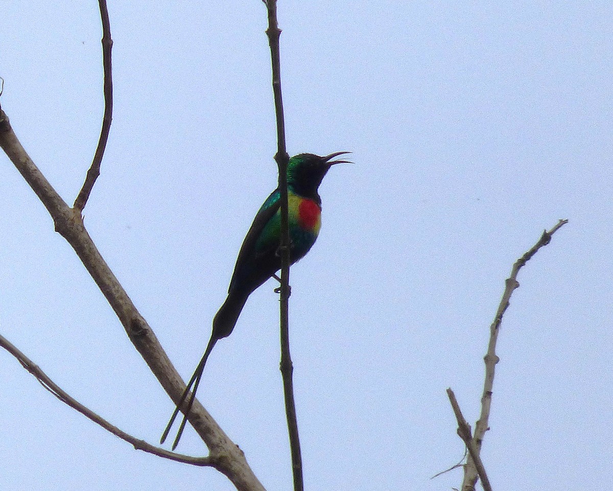 Beautiful Sunbird - ML647889714