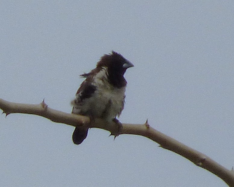 Bronze Mannikin - ML647889715