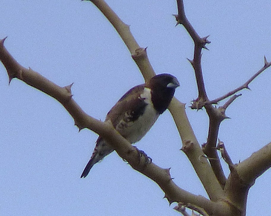 Bronze Mannikin - ML647889716