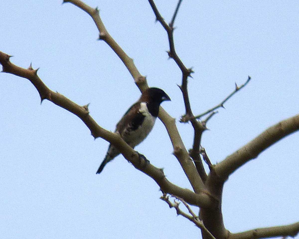 Bronze Mannikin - ML647889717