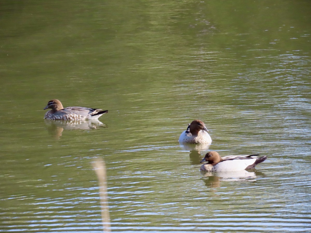 Maned Duck - ML647889718