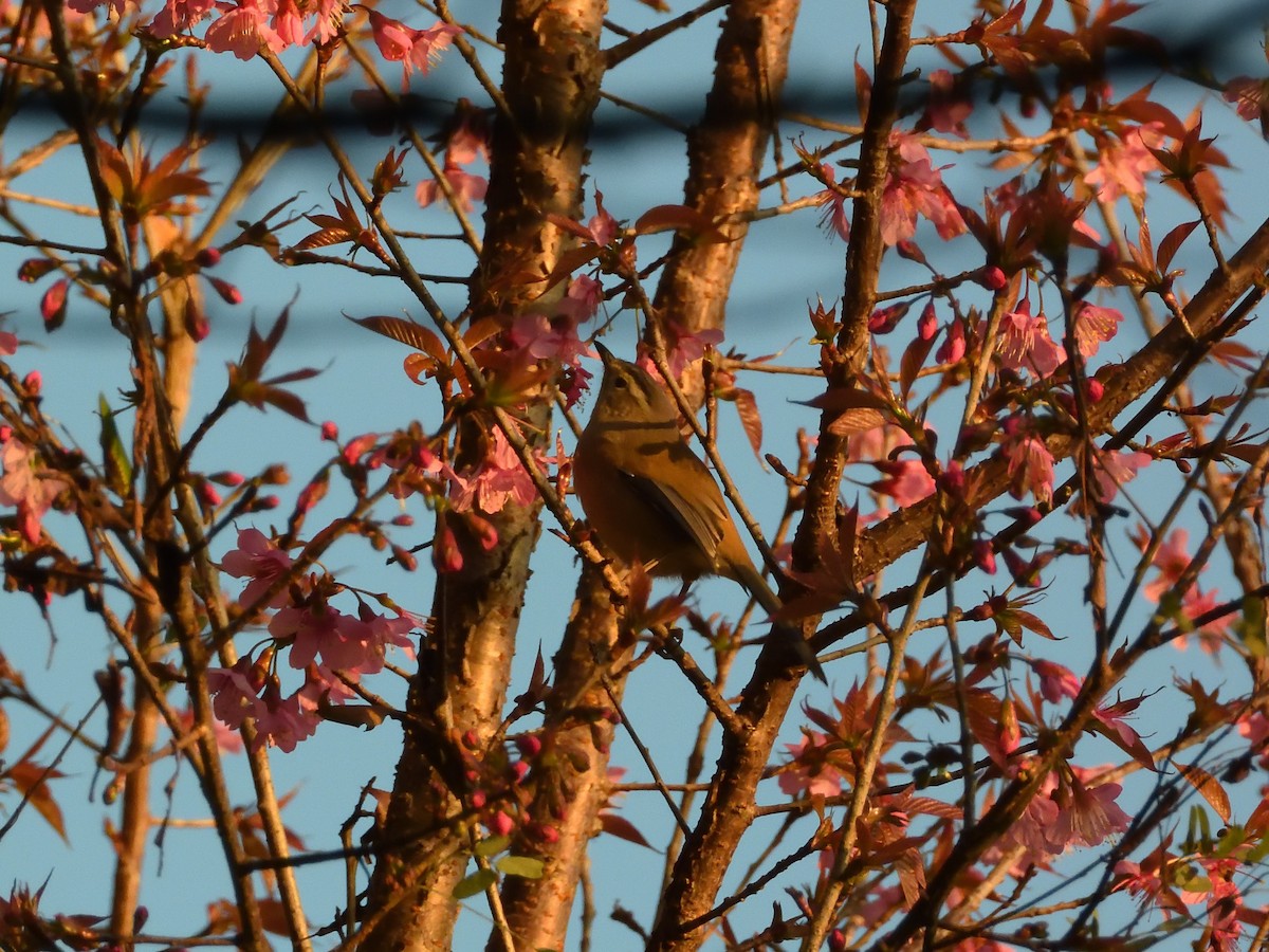 Rusty-capped Fulvetta - ML647889719