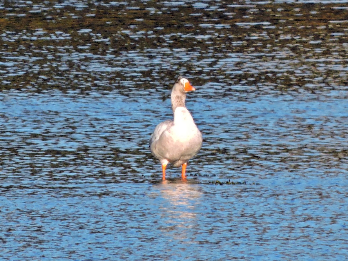 Graylag Goose (Domestic type) - ML647889720