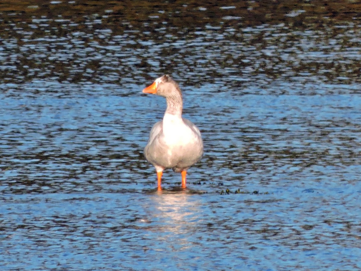 Graylag Goose (Domestic type) - ML647889721