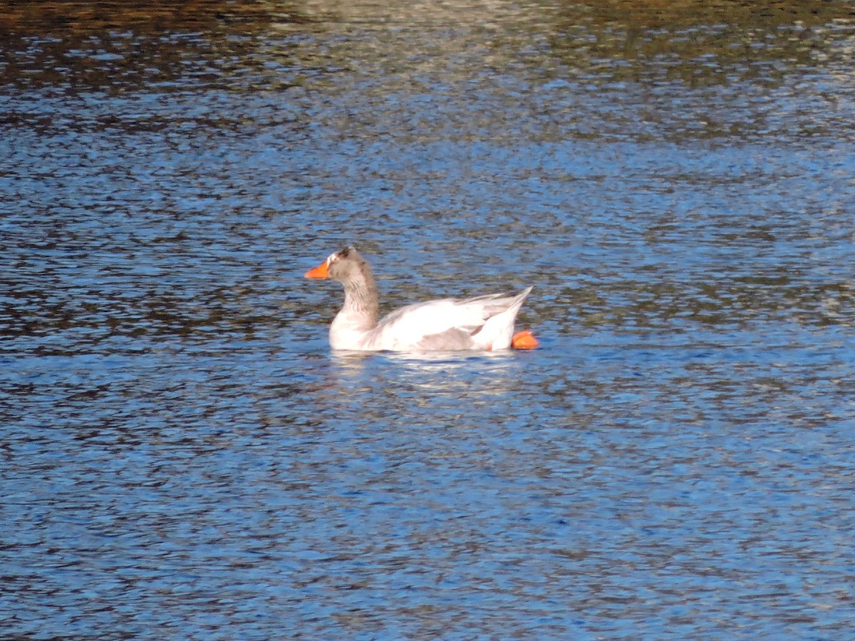 Graylag Goose (Domestic type) - ML647889722