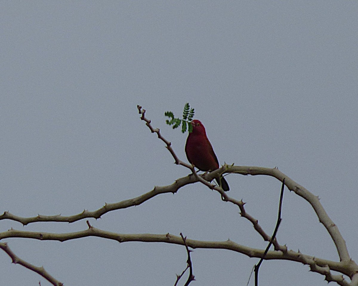 Red-billed Firefinch - ML647889723