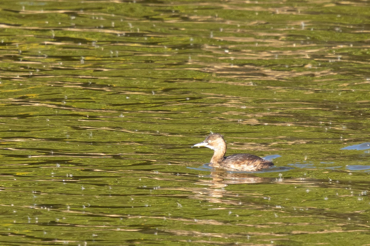 Little Grebe (Little) - ML647889724