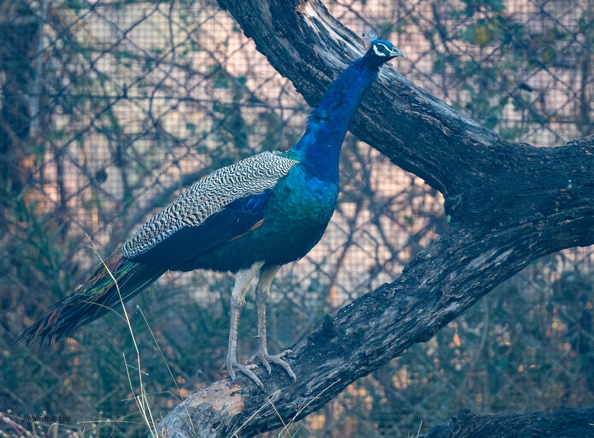 Indian Peafowl - ML647889726