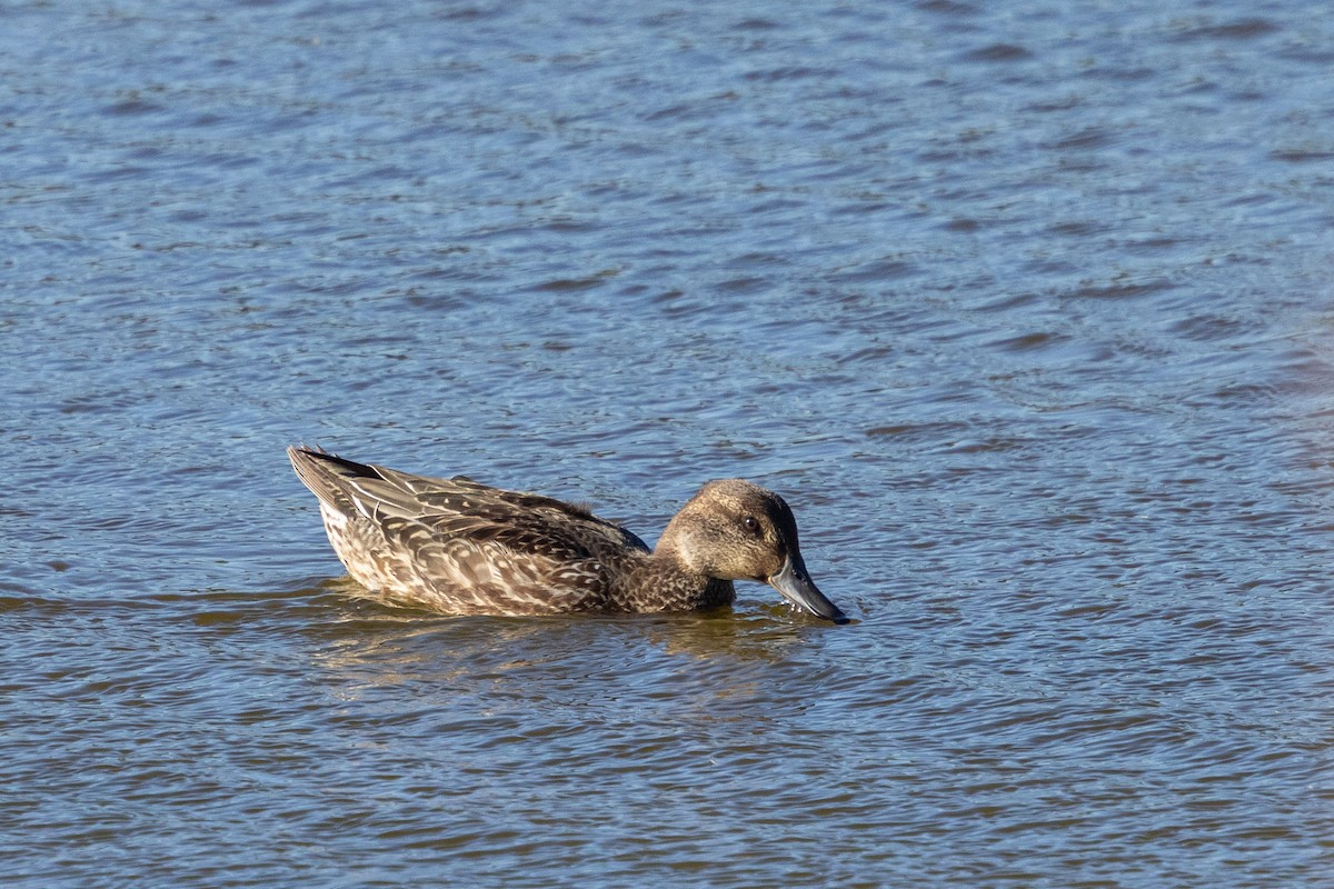 duck sp. - ML647889728