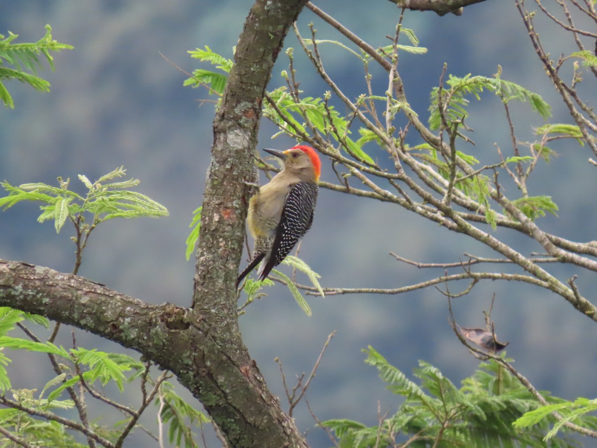 Golden-fronted Woodpecker - ML647889729