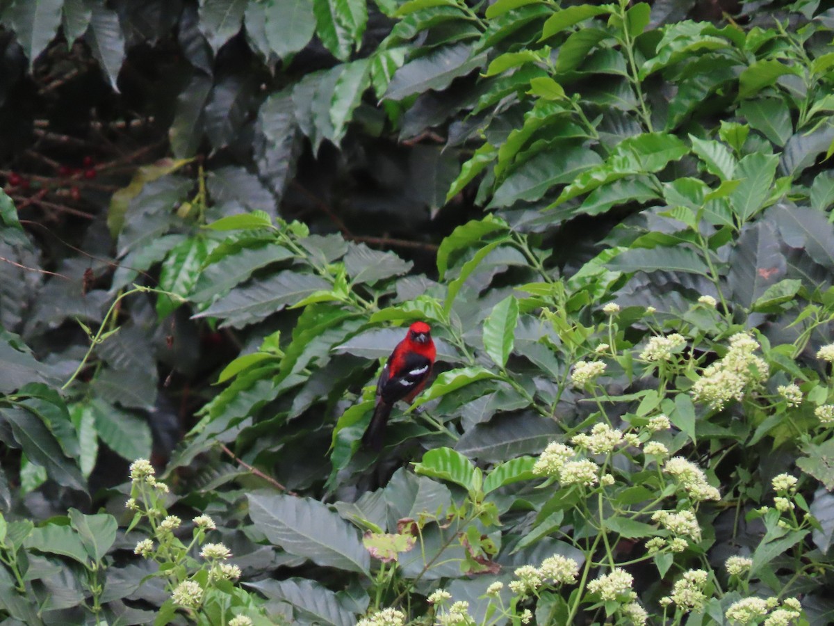 White-winged Tanager - ML647889744