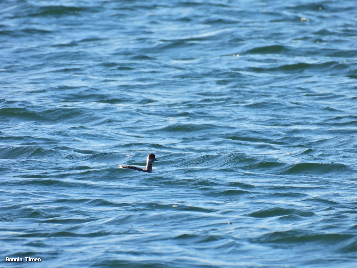 potápka černokrká - ML647889770