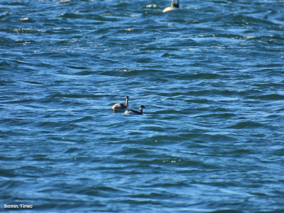 potápka černokrká - ML647889771