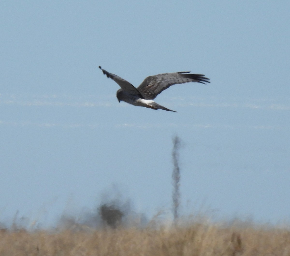 Northern Harrier - ML647889809