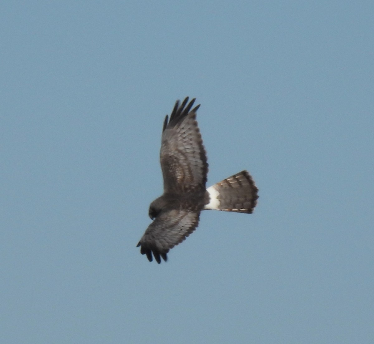 Northern Harrier - ML647889810