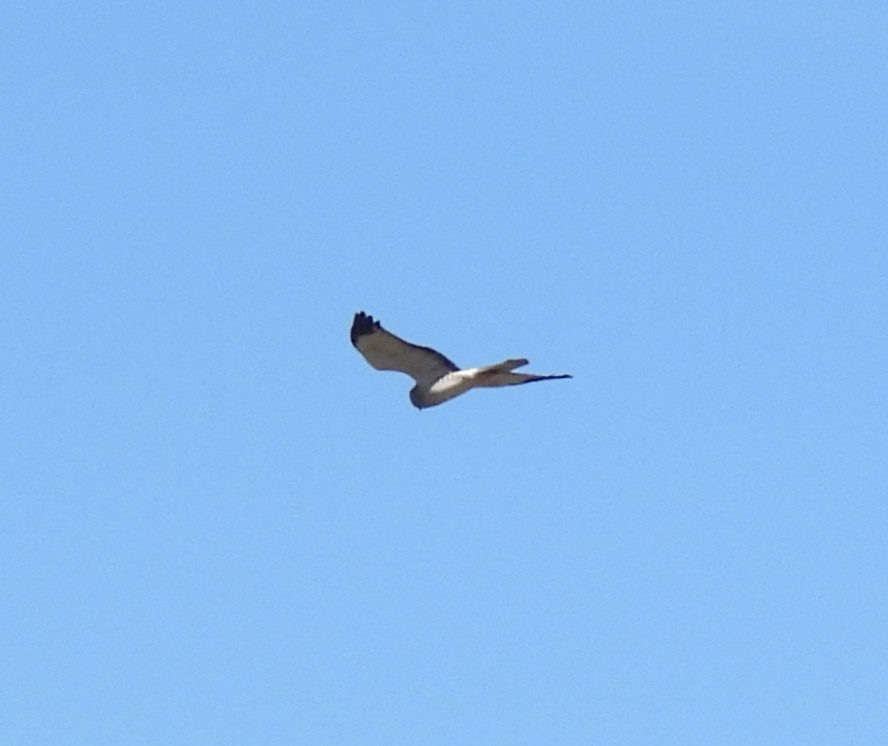Northern Harrier - ML647889812