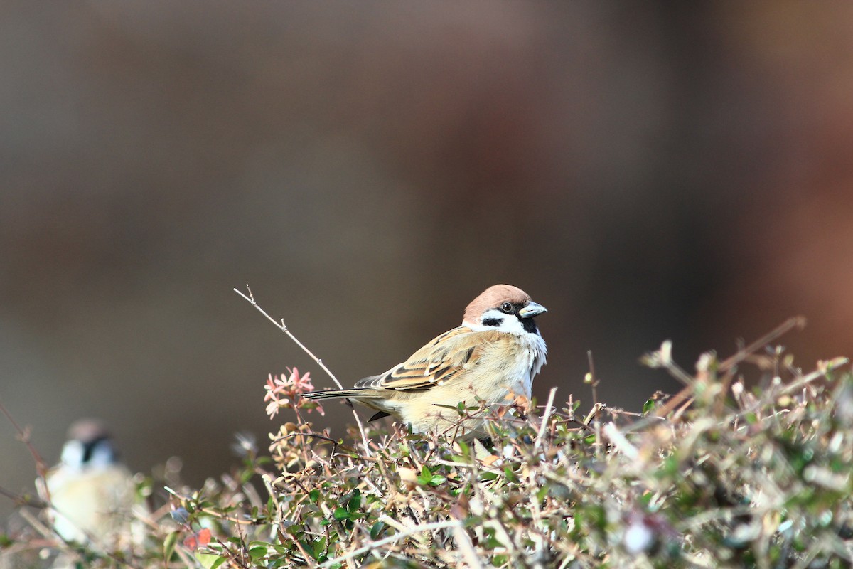 Горобець польовий - ML647889851