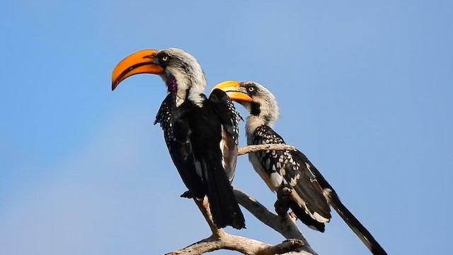 Eastern Yellow-billed Hornbill - ML647889853