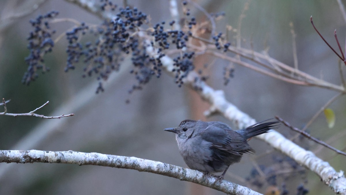 drozdec černohlavý - ML647889854