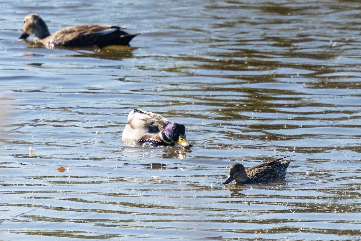 Крижень звичайний - ML647889862