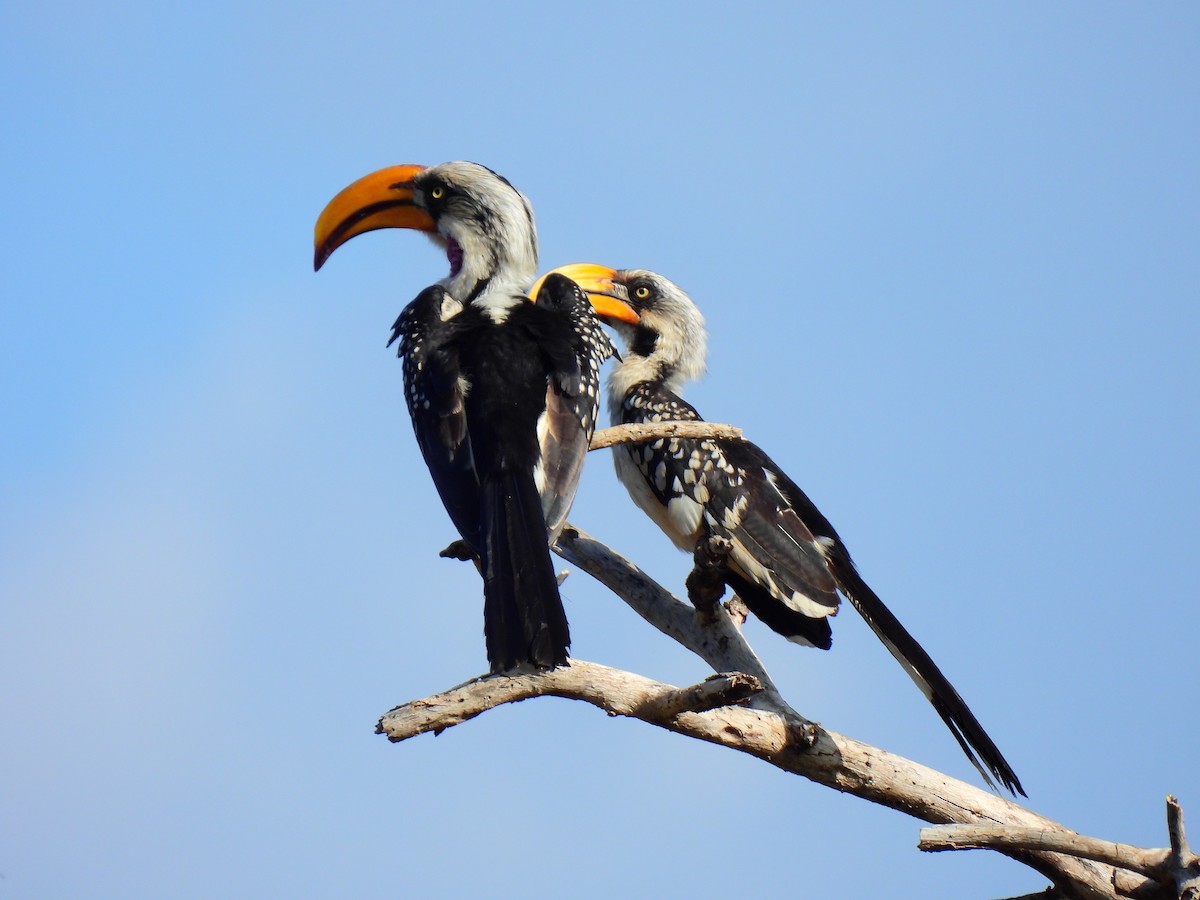 Eastern Yellow-billed Hornbill - ML647889882