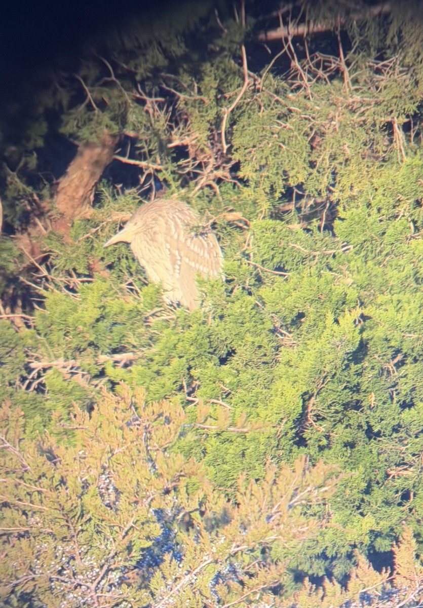 Black-crowned Night Heron - ML647889885