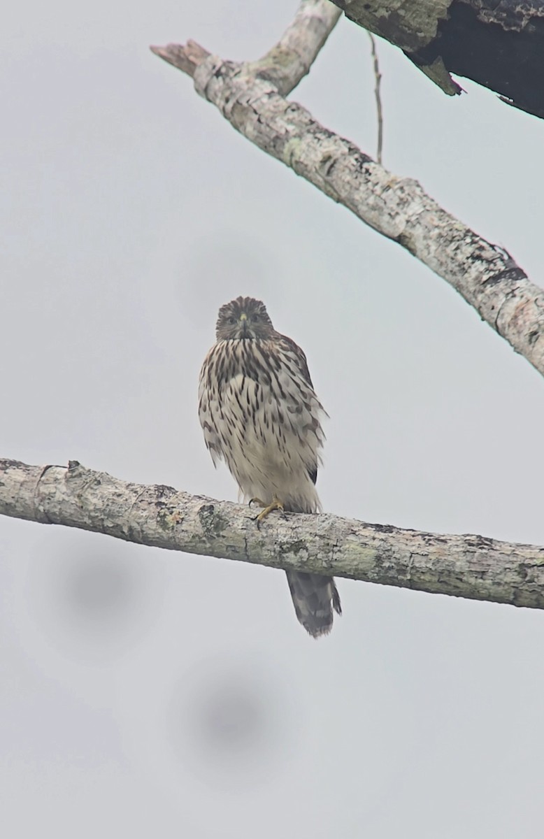 Cooper's Hawk - ML647889892