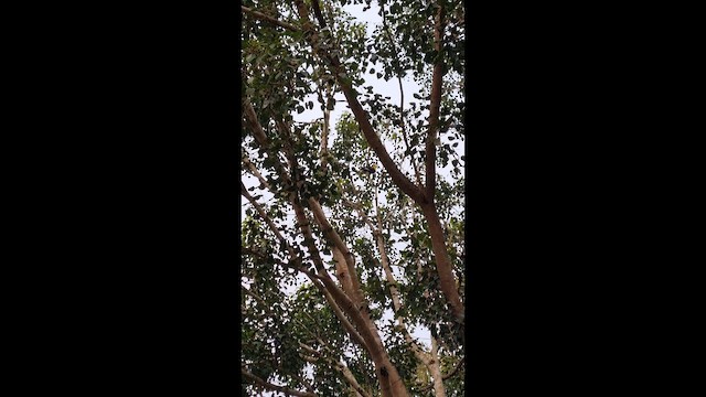 Great Hornbill - ML647889893