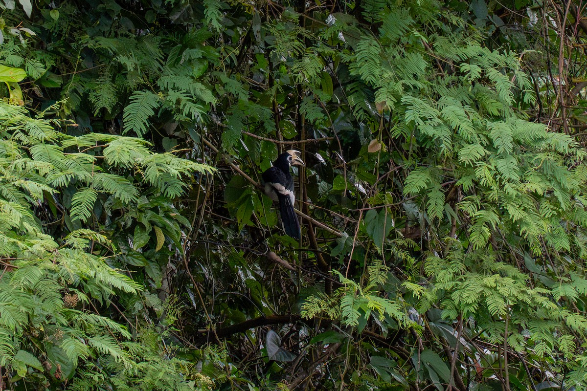 Белоклювая птица-носорог - ML647889894