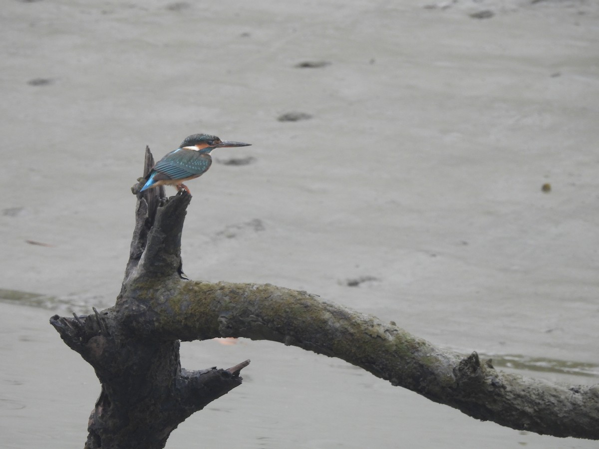 翠鳥 - ML647889897