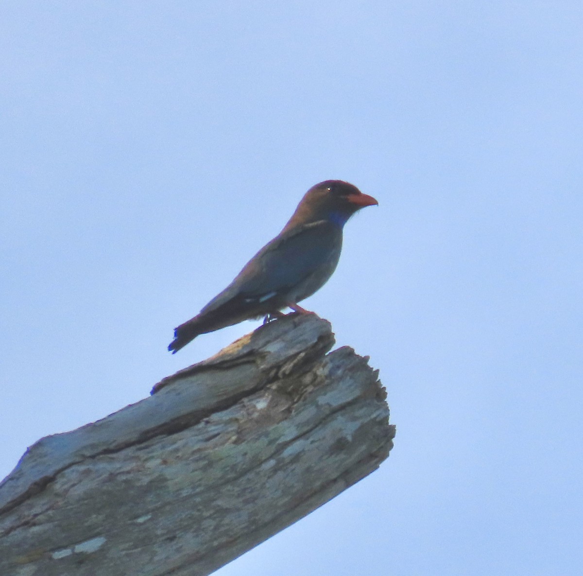 佛法僧 - ML647889898