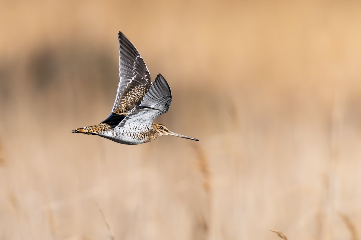 田鷸 - ML647889899