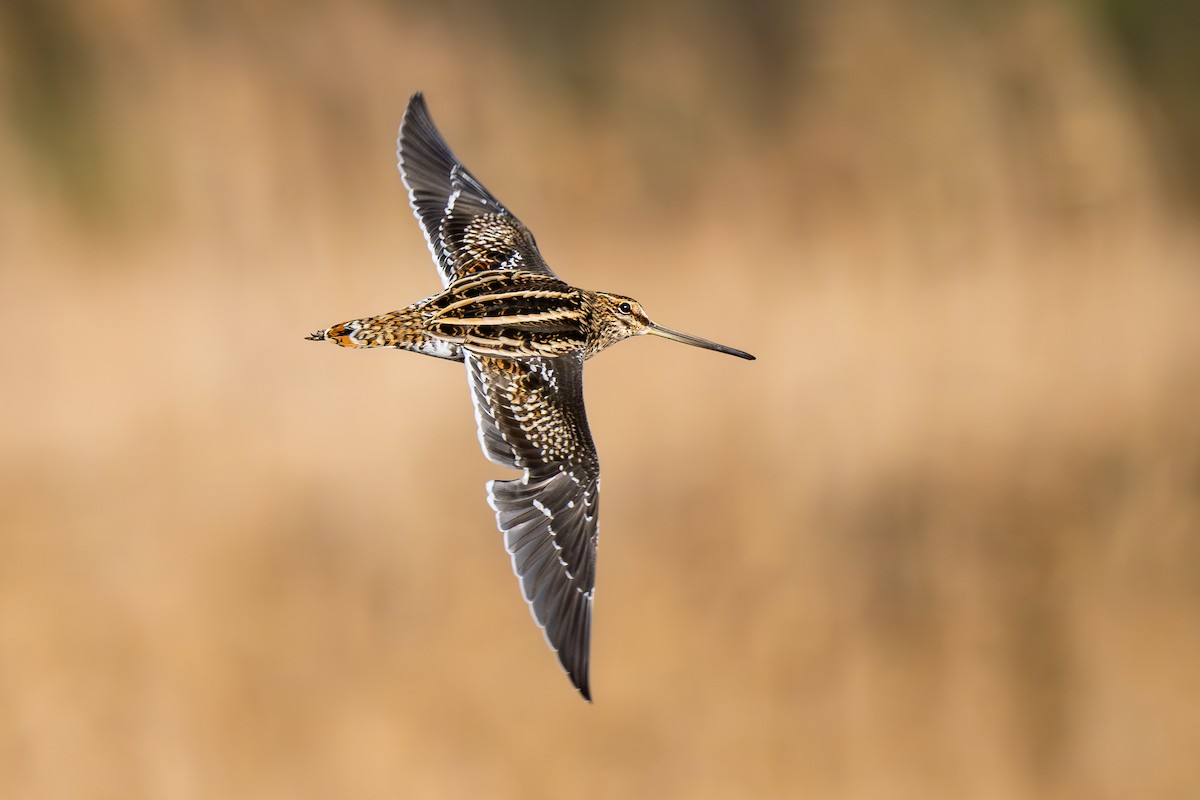 田鷸 - ML647889900