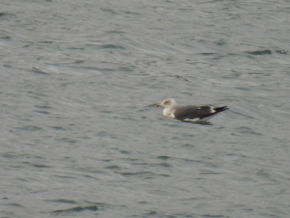 小黑背鷗 - ML647889902