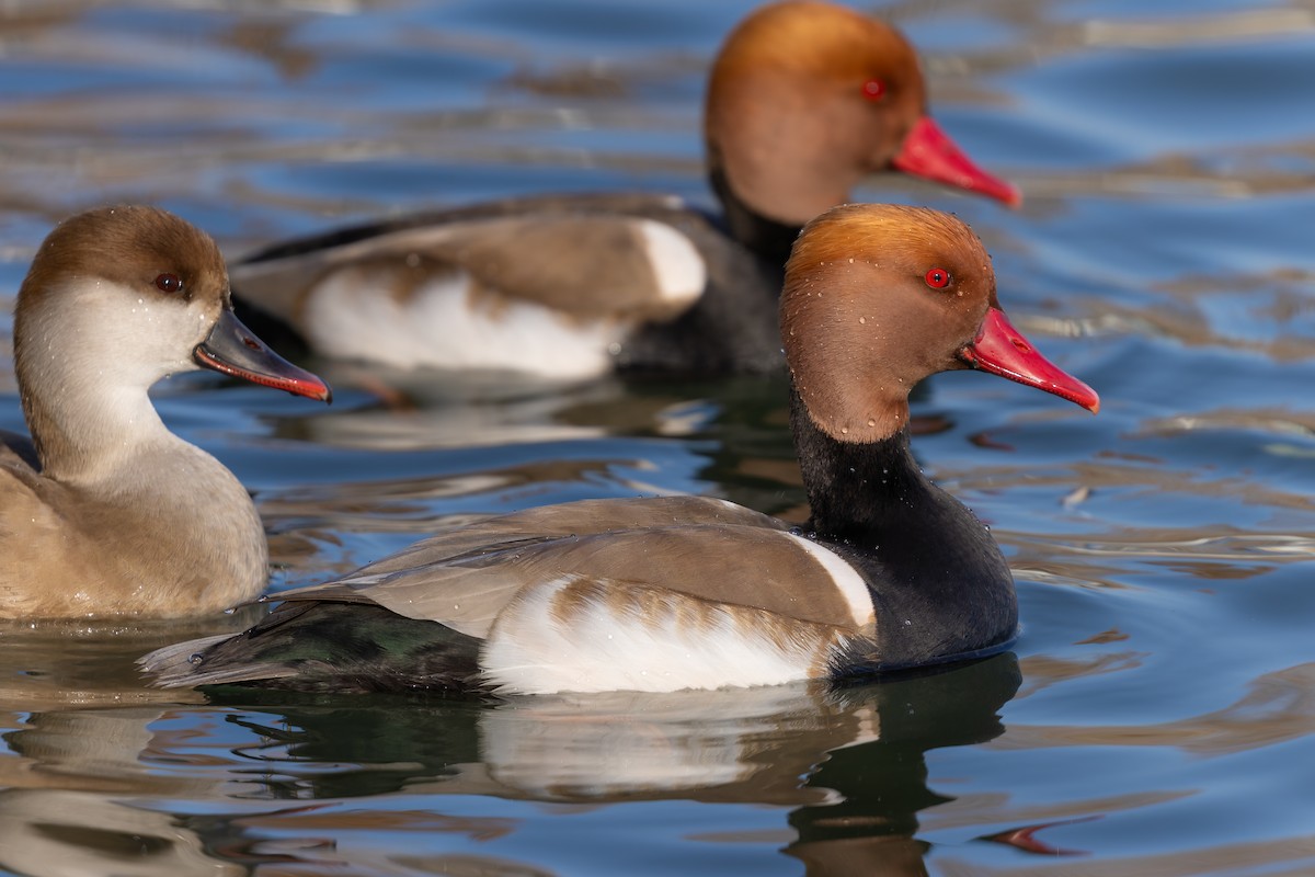 赤嘴潛鴨 - ML647889904