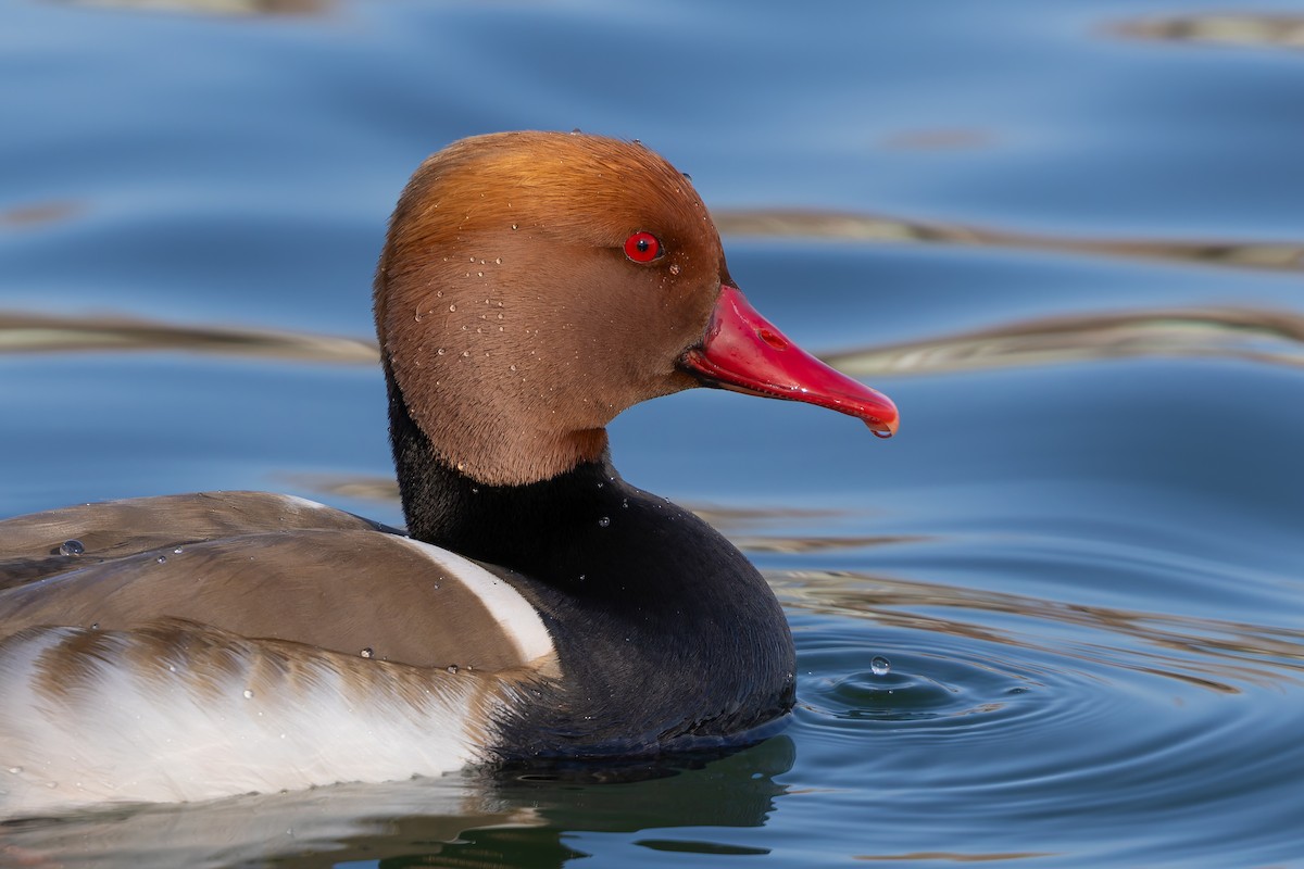 赤嘴潛鴨 - ML647889907