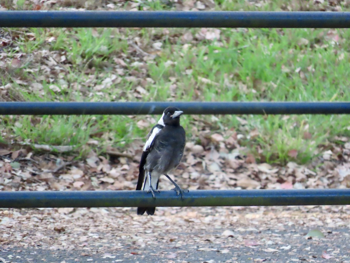 Australian Magpie - ML647889909