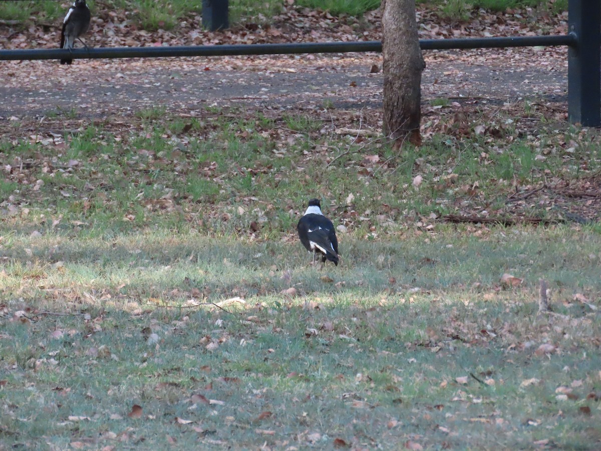 Australian Magpie - ML647889911