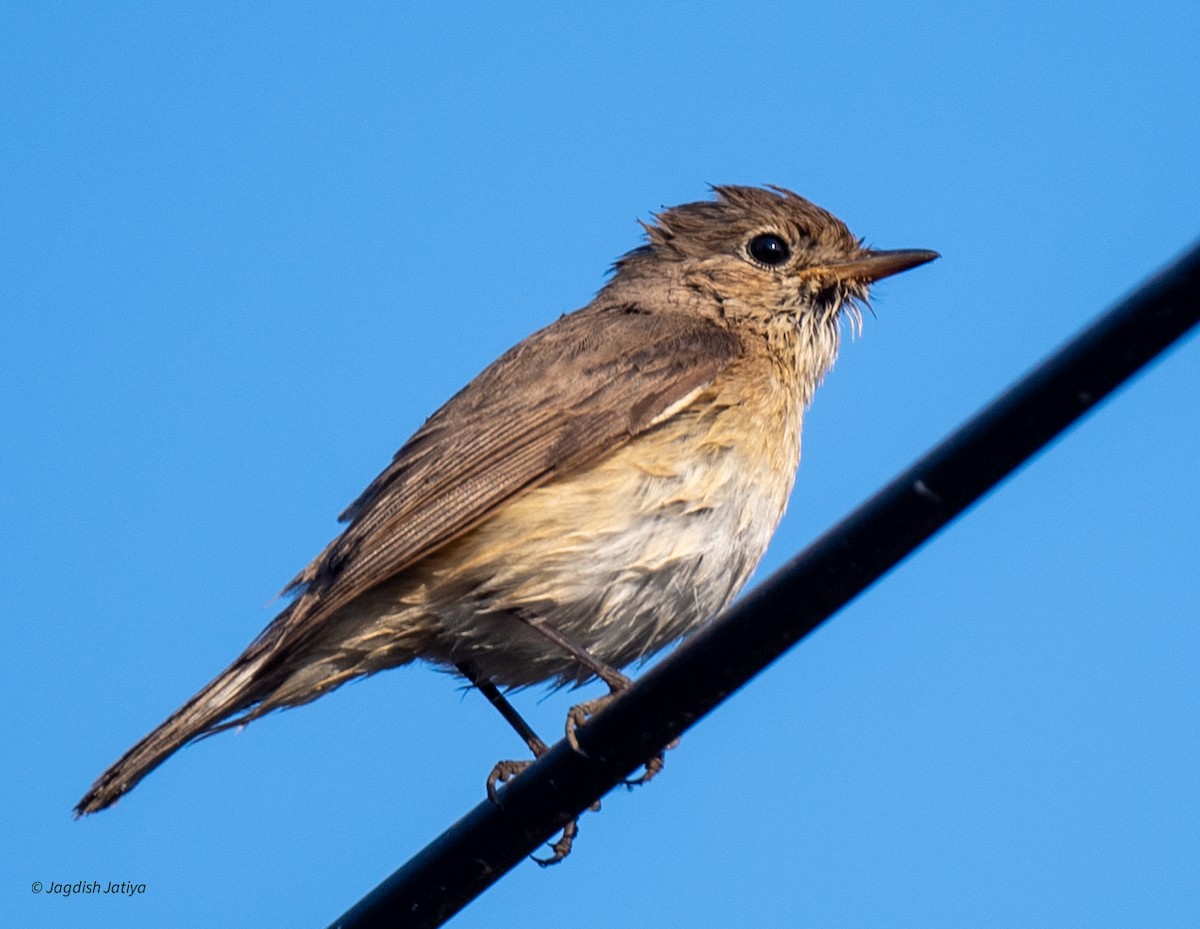 紅胸鶲 - ML647889913
