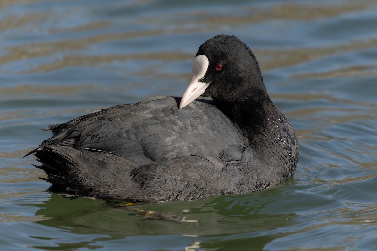 白冠雞 - ML647889917