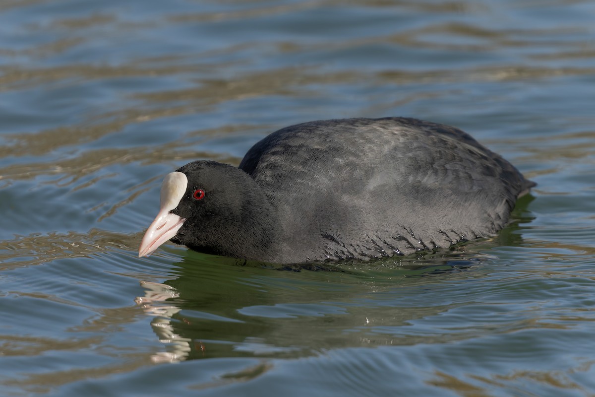 白冠雞 - ML647889918