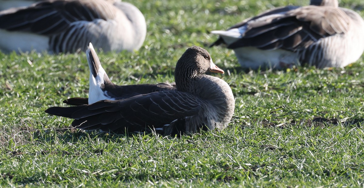 白額雁 - ML647889921