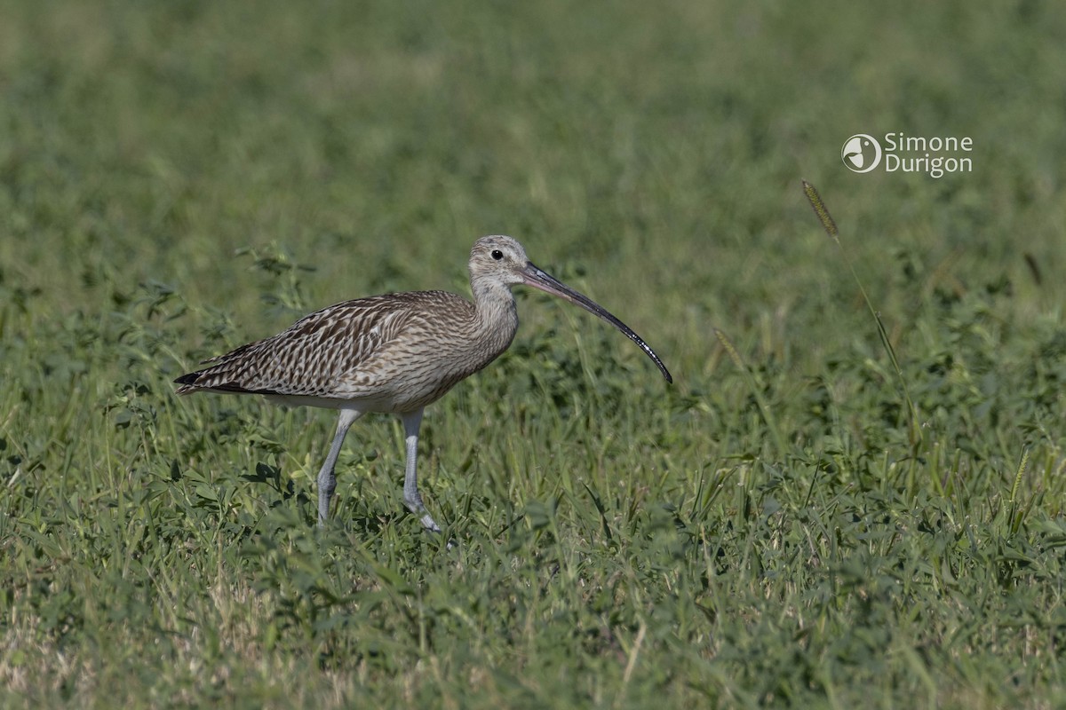 大杓鷸 - ML647889922