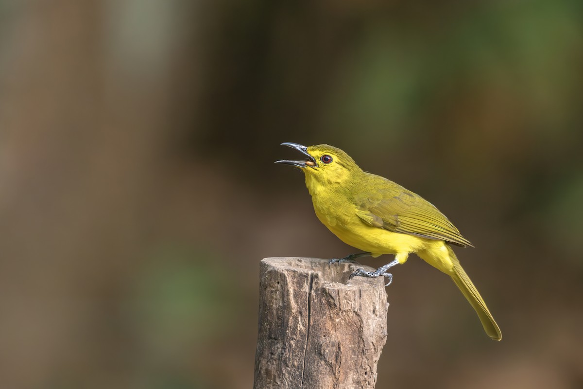 Yellow-browed Bulbul - ML647889923
