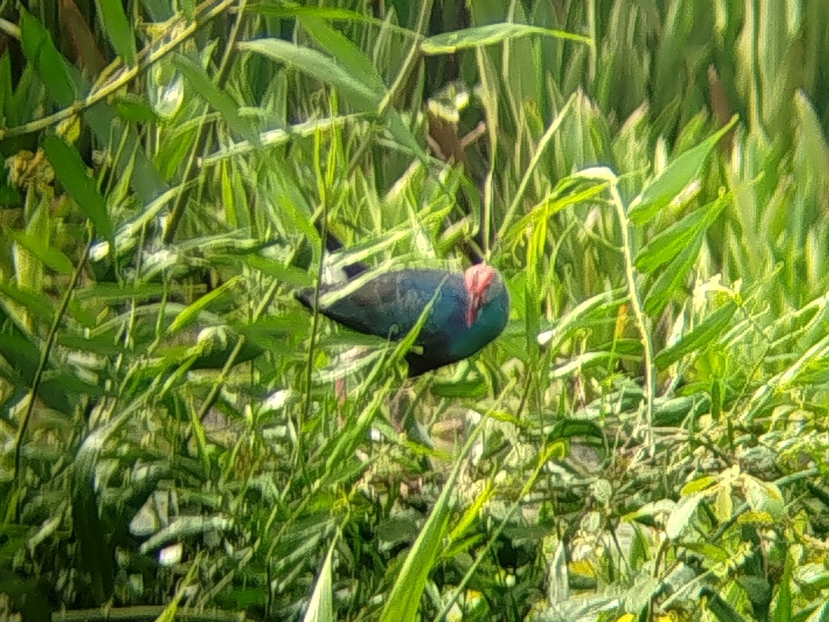 灰頭紫水雞 - ML647889924