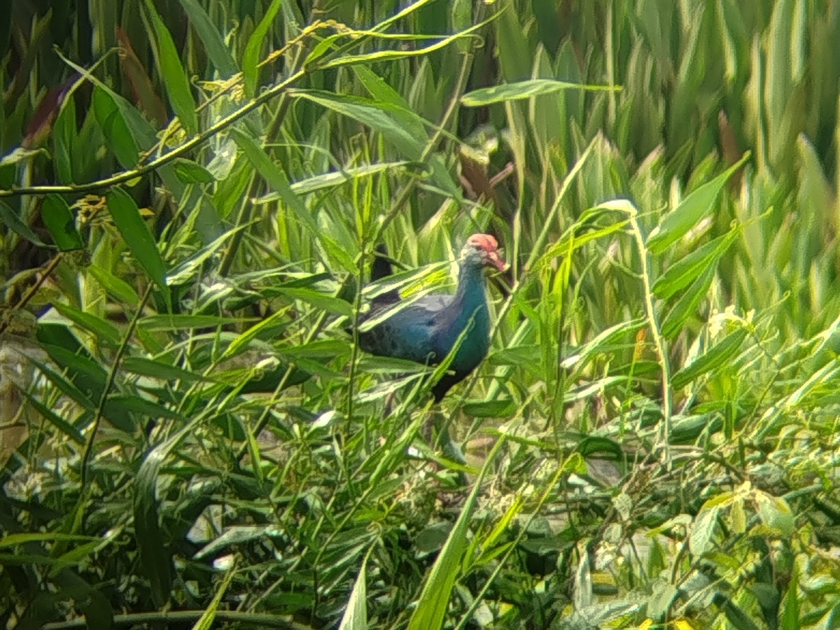 灰頭紫水雞 - ML647889925