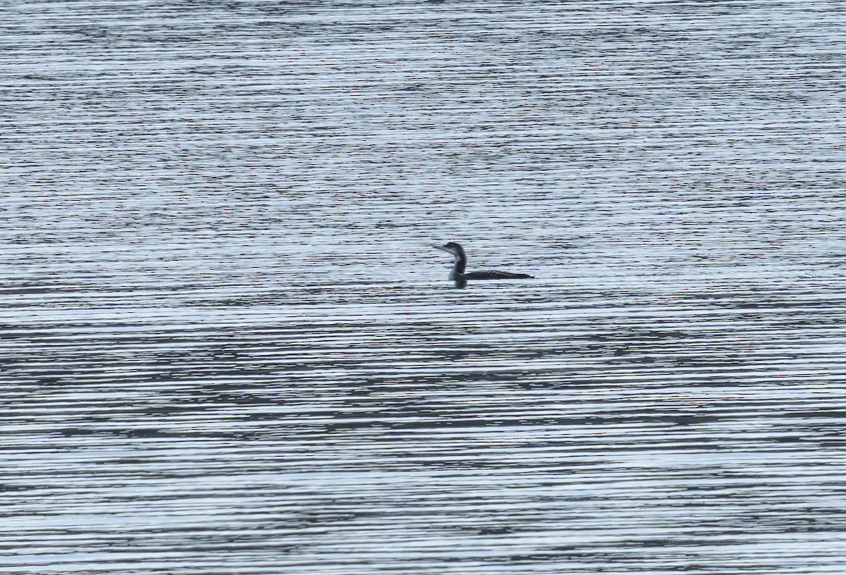 potáplice lední - ML647889964