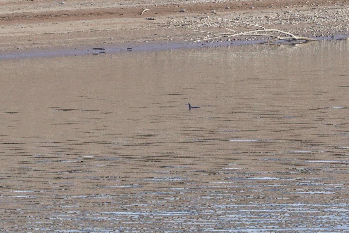 potáplice lední - ML647889965