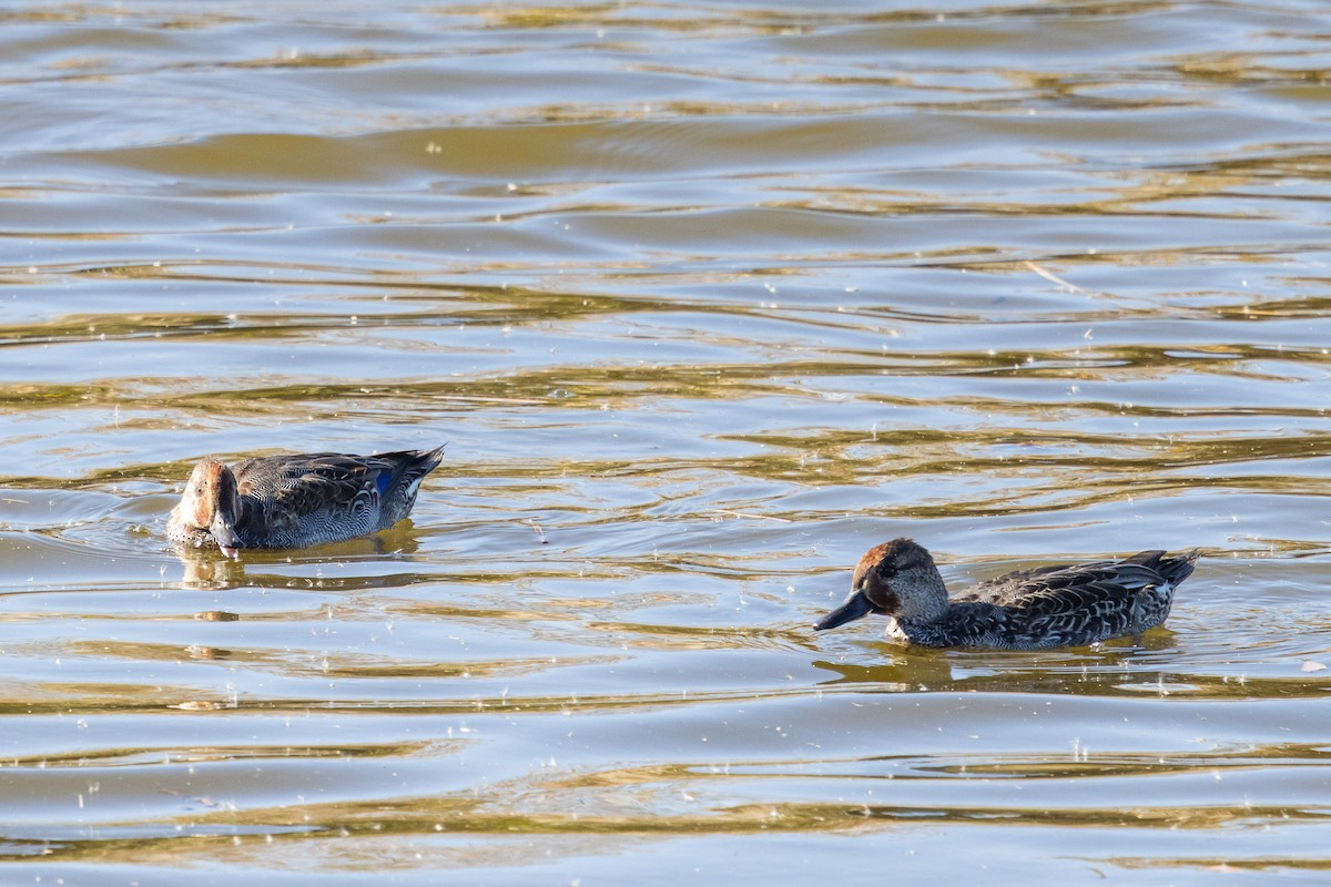 Качка sp. - ML647890058